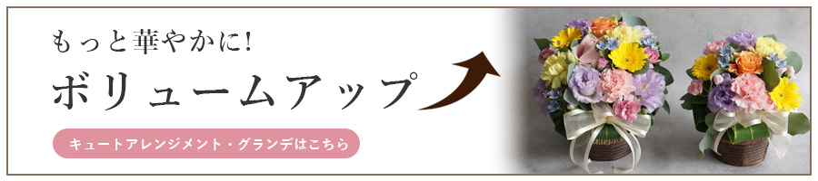 キュートアレンジメントグランデの案内