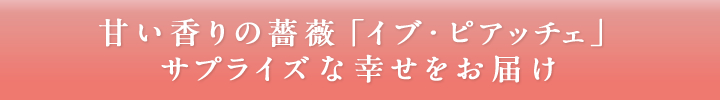 甘い香りの薔薇「イブ・ピアッチェ」サプライズな幸せをお届け