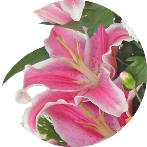 お正月 チラシ限定 S1 ユリ画像