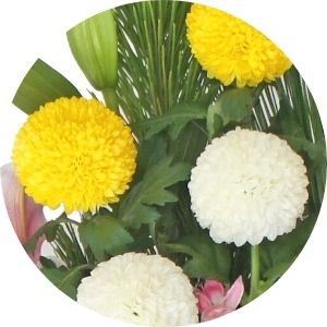 お正月 チラシ限定 S1 菊画像